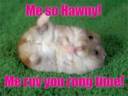 hawny